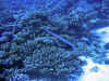 fp_fakaravaUW_42_floetenfisch_ak.jpg (192442 Byte)