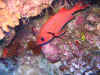fp_fakaravaUW_44_husarenfisch_ak.jpg (197297 Byte)