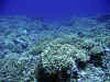 fp_fakaravaUW_48_korallengarten_ak.jpg (200038 Byte)
