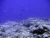 fp_fakaravaUW_49_korallengarten_ak.jpg (152325 Byte)