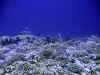 fp_fakaravaUW_50_korallengarten_ak.jpg (158956 Byte)
