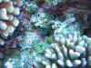 fp_fakaravaUW_51_muraene_ak.jpg (202526 Byte)