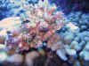 fp_fakaravaUW_54_warzennacktschnecke_ak.jpg (178116 Byte)