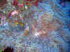 fp_fakaravaUW_57_anemonenfisch_ak.jpg (189807 Byte)