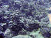 fp_fakaravaUW_58_schwarmwimpelfische_ak.jpg (204685 Byte)