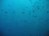 fp_fakaravaUW_62_gegenlicht_ak.jpg (46483 Byte)