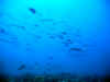 fp_fakaravaUW_63_barrakudas_ak.jpg (75539 Byte)