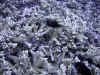 fp_fakaravaUW_64_lippfisch_ak.jpg (199178 Byte)