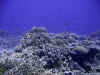 fp_fakaravaUW_73_korallengarten_ak.jpg (154102 Byte)