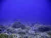 fp_fakaravaUW_74_korallengarten_ak.jpg (128552 Byte)