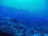 fp_fakaravaUW_80_korallengartenmitfischen_ak.jpg (117149 Byte)