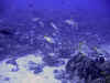 fp_fakaravaUW_81_schnapper_ak.jpg (133583 Byte)