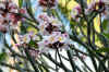 IMG_4330_1.JPG (129312 Byte)