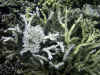 IMG_1003a.jpg (194228 Byte)