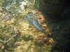 IMG_1307a.jpg (192001 Byte)