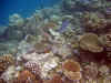 IMG_1342a.jpg (193667 Byte)