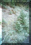 gefroren.jpg (68076 Byte)