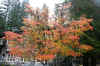 mountrainier4.jpg (173167 Byte)