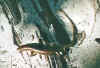 gecko2.jpg (56173 Byte)