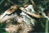 geckos.jpg (58601 Byte)
