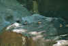 voegel4.jpg (56079 Byte)