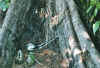 vogel10.jpg (74852 Byte)