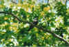 vogel2.jpg (48483 Byte)
