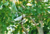 vogel3.jpg (49194 Byte)