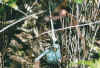 vogel6.jpg (58794 Byte)