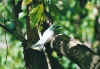 vogel7.jpg (40256 Byte)