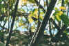 vogel8.jpg (44407 Byte)