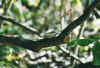 vogel9.jpg (38841 Byte)