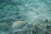 blaustreifendoktorfisch4.JPG (34421 Byte)