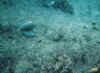 mehrere7.JPG (38988 Byte)