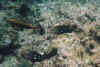 mehrere8.JPG (44925 Byte)