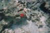 rotebluete.JPG (46011 Byte)