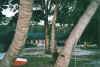 marechiaro4.jpg (55178 Byte)