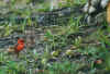 vogel.jpg (51607 Byte)