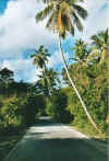 palmen2.jpg (57513 Byte)