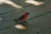 vogel.jpg (28560 Byte)