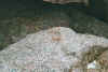 krebs.jpg (51032 Byte)