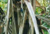paradiseflycatcher1.jpg (49197 Byte)