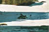 asdvoegel.jpg (33862 Byte)