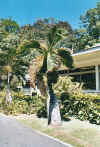 botanischergarten1.jpg (76871 Byte)