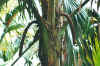cocodemerm1.jpg (58923 Byte)