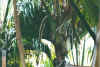 cocodemerm2.jpg (49839 Byte)