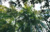 palme4.jpg (90360 Byte)