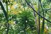 palme5.jpg (81697 Byte)