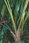 stachelpalme.jpg (53027 Byte)