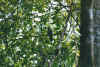 vogel.jpg (60068 Byte)